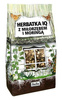 Herbatka IQ z miłorzębem i moringą