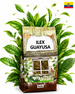 Ilex Guayusa Brat Yerba Mate