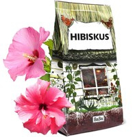 HIBISKUS - kwiat